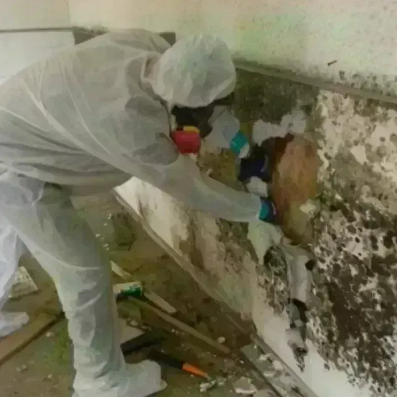 Mold Remediation and Removal in Butler County, KY